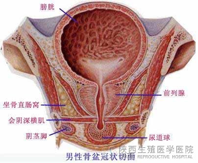 泌尿系统感染性<em>不孕不育</em>是<em>怎么回事</em>_陕西生殖